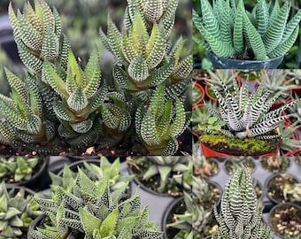 Haworthia Succulent Plant, Haworthia Fasciata, zebra wart, Haworthia Coarctata, Haworthia Limifolia, Succulents,attenuate  Rooted in 4-inch