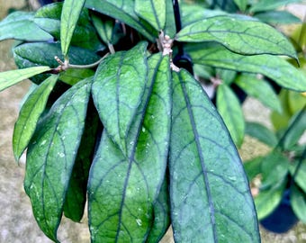 Hoya crassipetiolata,Hanging or Regular Pot