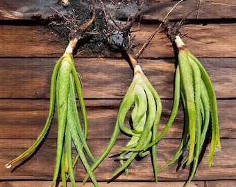 Aloe Vera Plant - Rooted Succulent, Organic Medicine Plant