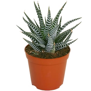 Haworthia Zebra Succulent Plant, succulent, haworthia fasciata , Zebra plant, Zebra cactus, Rooted in 4 inch Planter Pot