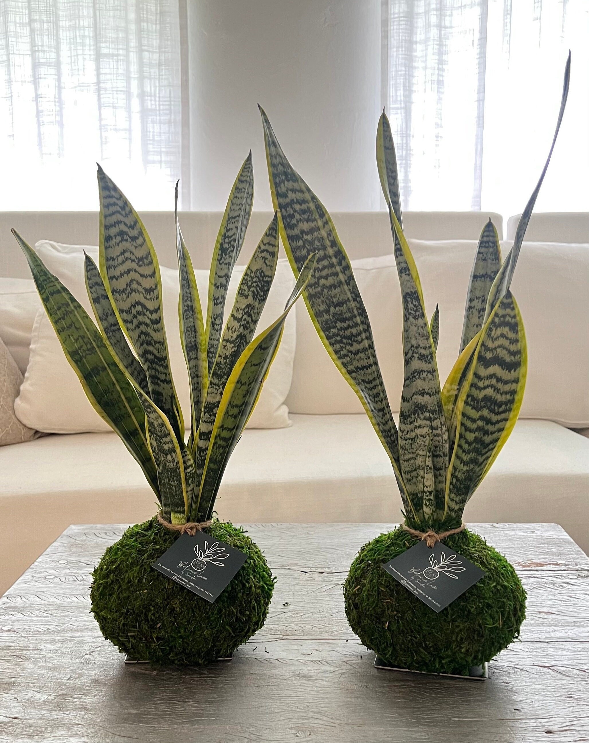 Handcrafted Sansevieria Snake Plant Kokedama - Mother-in-law's