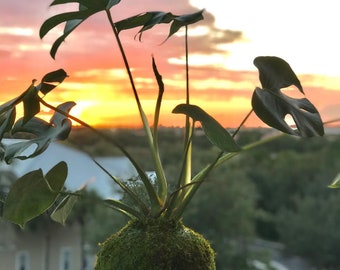 Monstera Deliciosa Kokedama – Handmade Swiss Cheese Plant