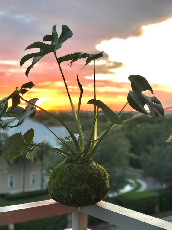 Monstera Deliciosa Kokedama  Handmade Swiss Cheese Plant - Etsy