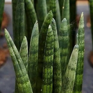 Sansevieria Cylindrica, African Spear, Spear Sansevieria, Dracaena angolesis, Cylindrical Snake Plant, 6&quot; plastic pot