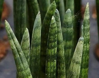Sanseveria Cylindrica: Mikado Snake Plant in 4" Pot - Etsy
