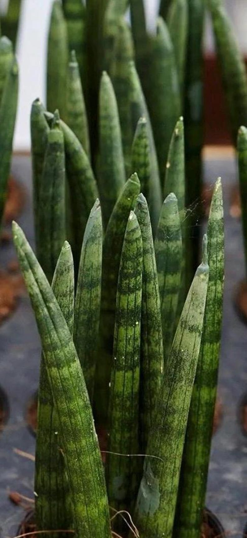 Botaniclivebysandra Sansevieria Cylindrica - Thumbnail 4
