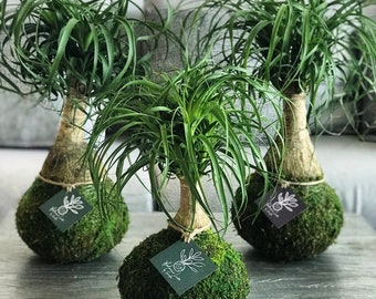 Ponytail Palm Kokedama – Small Elephant Foot Tree, Handcrafted Moss ball