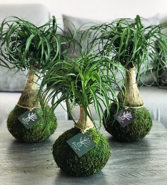 Ponytail Kokedama the Bottle Palm Tree the Elephant Foot Tree