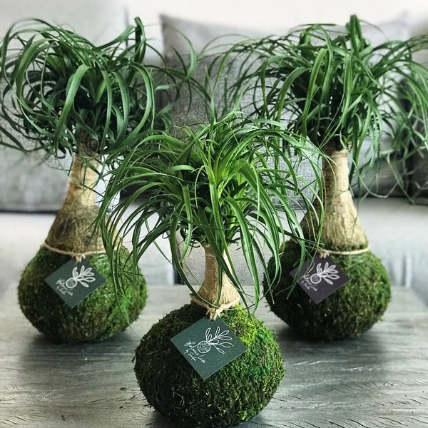 Ponytail kokedama- The bottle palm tree -The elephant foot tree - plant - Kokedama- Small size Height: 10-13