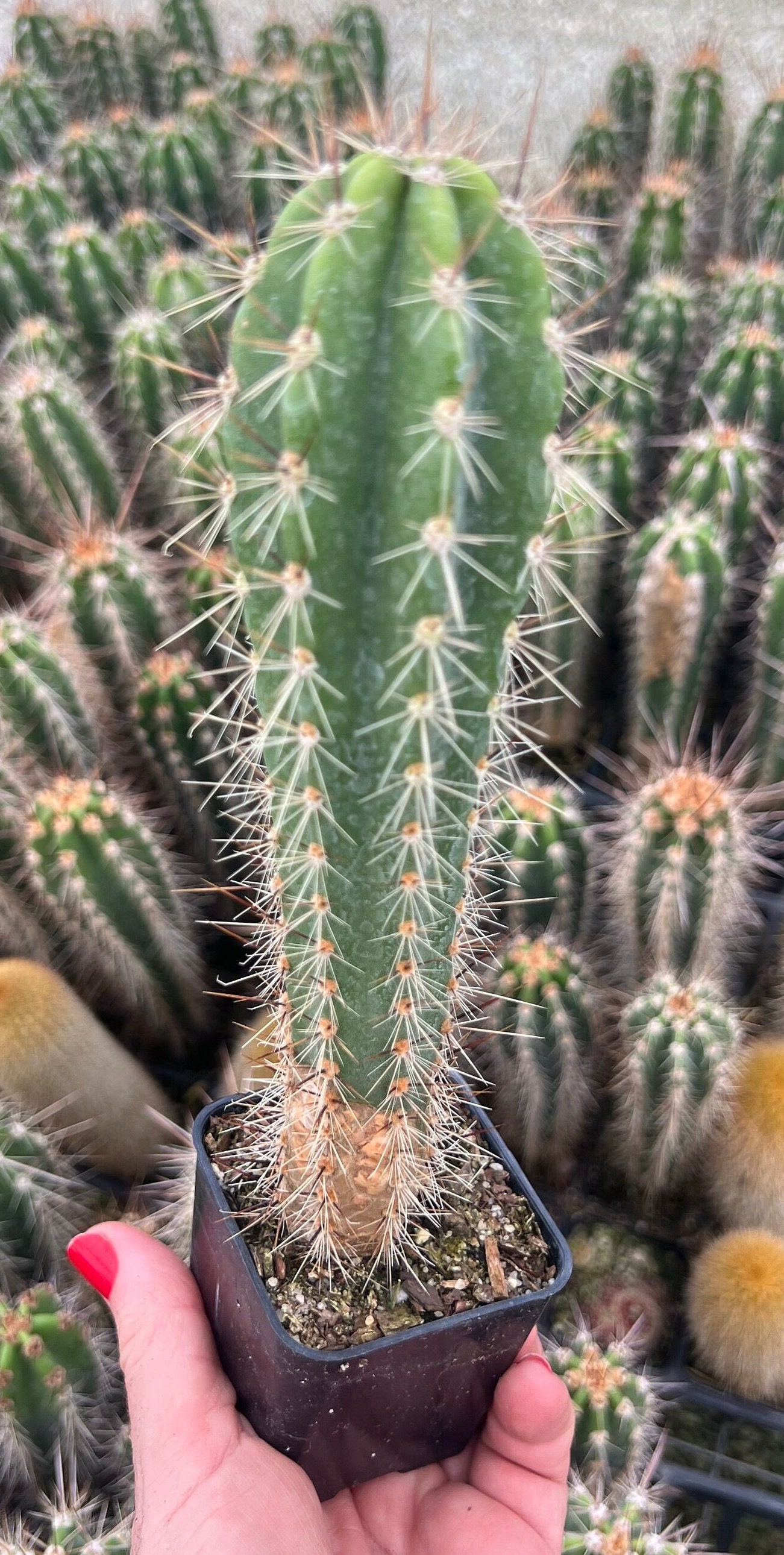 Cactud Neoraimondia Herzogiana Cactus, Baseball Bat Cactus, Live