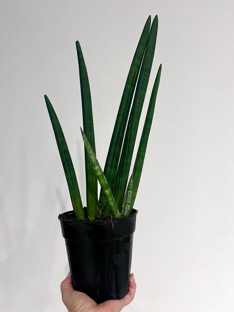 Botaniclivebysandra Sansevieria Cylindrica - Thumbnail 2