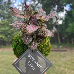 Fittonia Kokedama,Pink angel, fittonia argyroneura, Nerve plant,angel plant ,Mosaic Plant -fittonia albivenis heights may vary  6&quot;-8&quot;