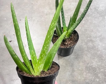 Flowerpotnursery Aloe Vera Plant (medicinal) 6" Pot - Etsy