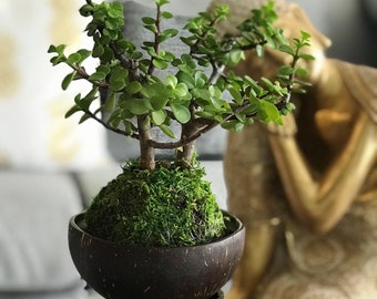 Elephant bush kokedama,planta de lá moneda, afra Portulacaria, bonsai,dwarf jade tree, spekboom, Jade mini ( Heights :8 “-10 “)