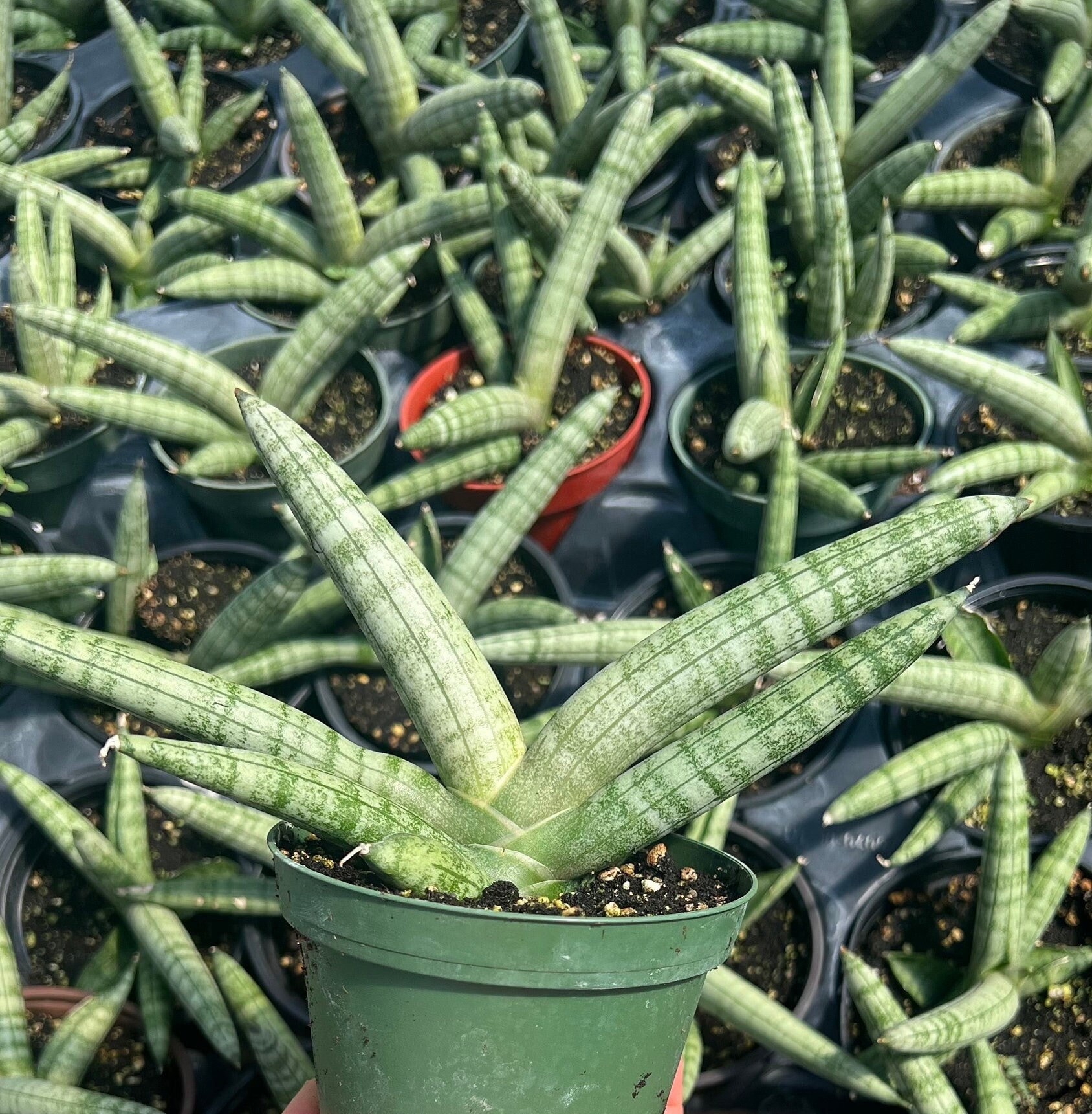 epiphyllum orchid cactus Epiphyllum Orchid Cactus 
