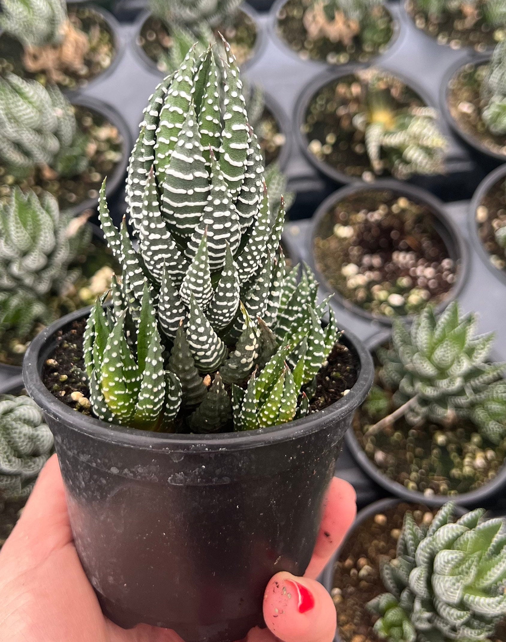 Haworthia Zebra Wart Succulent Plant, Zebra Wart Succulent