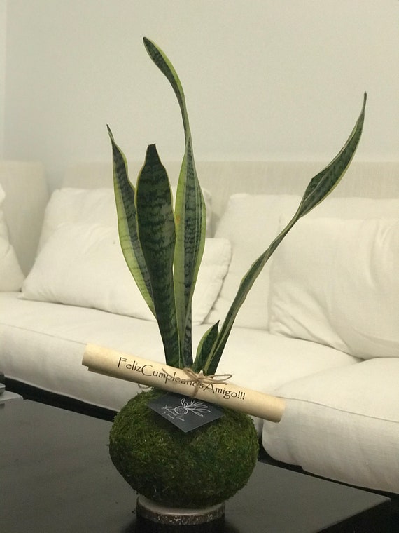 Handcrafted Sansevieria Snake Plant Kokedama - Mother-in-law's