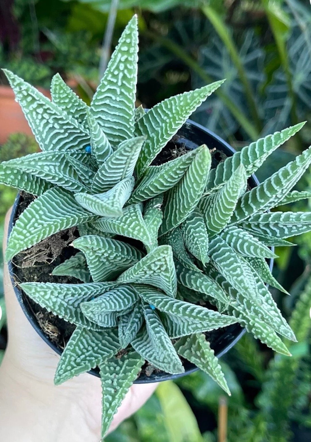 zebra-wart-succulent-haworthia-fasciata-4-inch-pot-etsy