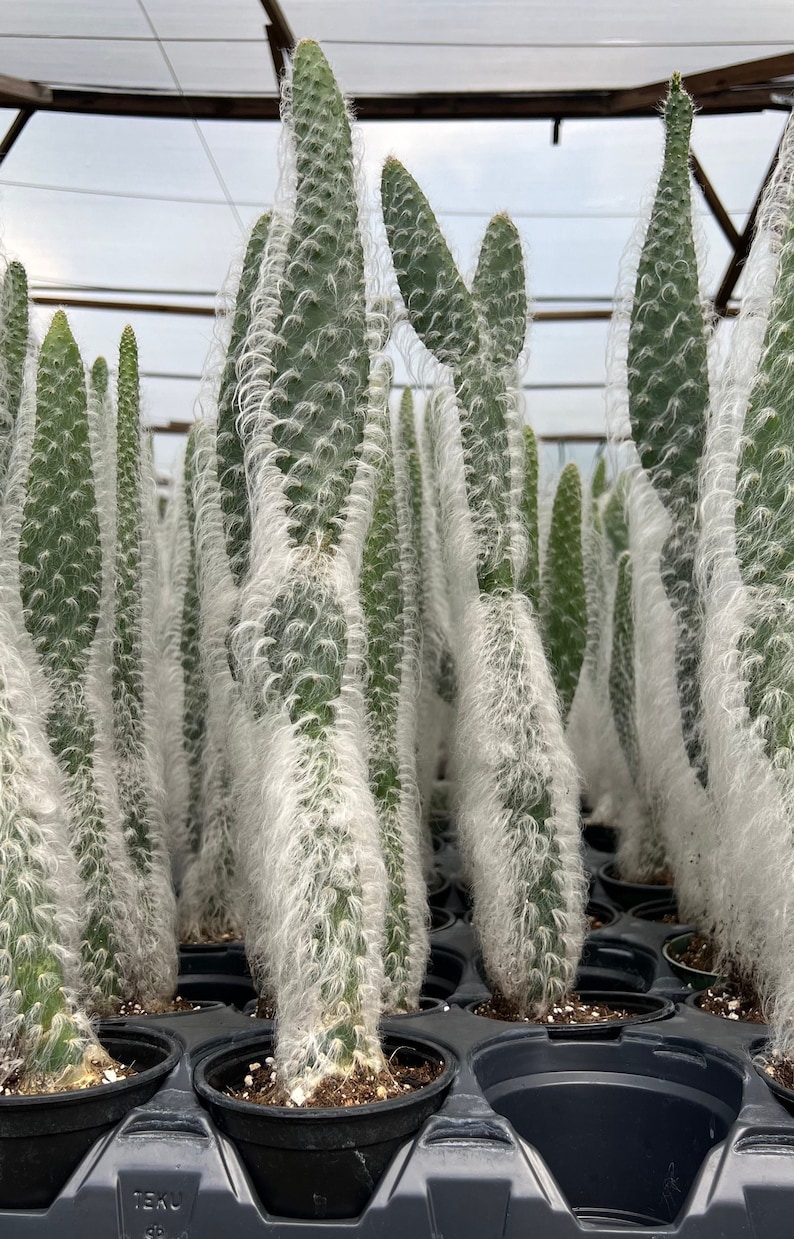Botaniclivebysandra Prickly Pear Cactus - Thumbnail 5