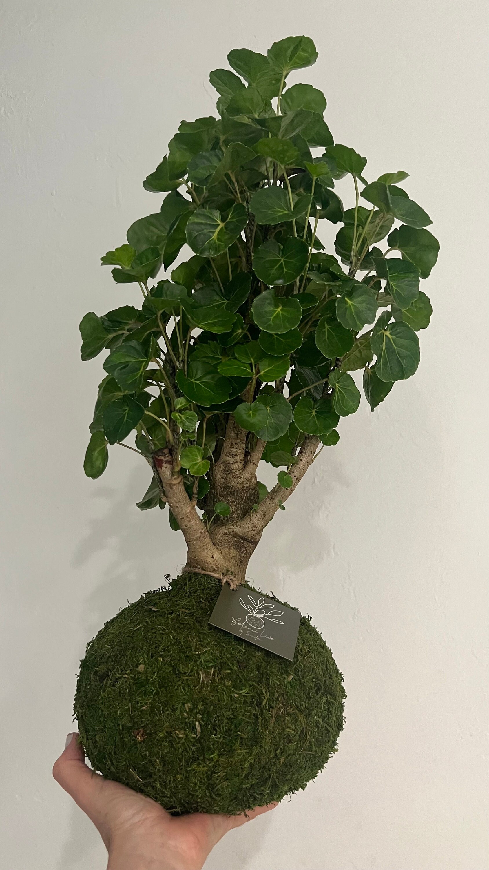 Handcrafted Fabian Aralia Kokedama – Plum Shield Aralia, 16-23