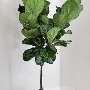 Ficus lyrata Kokedama &#39;Fiddle Fig leaf&#39; Dwarf Fiddle Leaf Fig  LIVE Indoor & Outdoor Tropical Houseplant | Heights: 45 inches- 50 inches