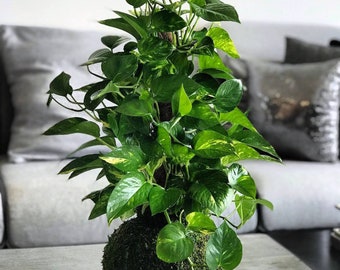 Pothos Totem pole Kokedama, Epipremnum aureum,Devil’s Ivy, golden pothos, money plant, Taro vine, Medium size Height: 18 -25 inches