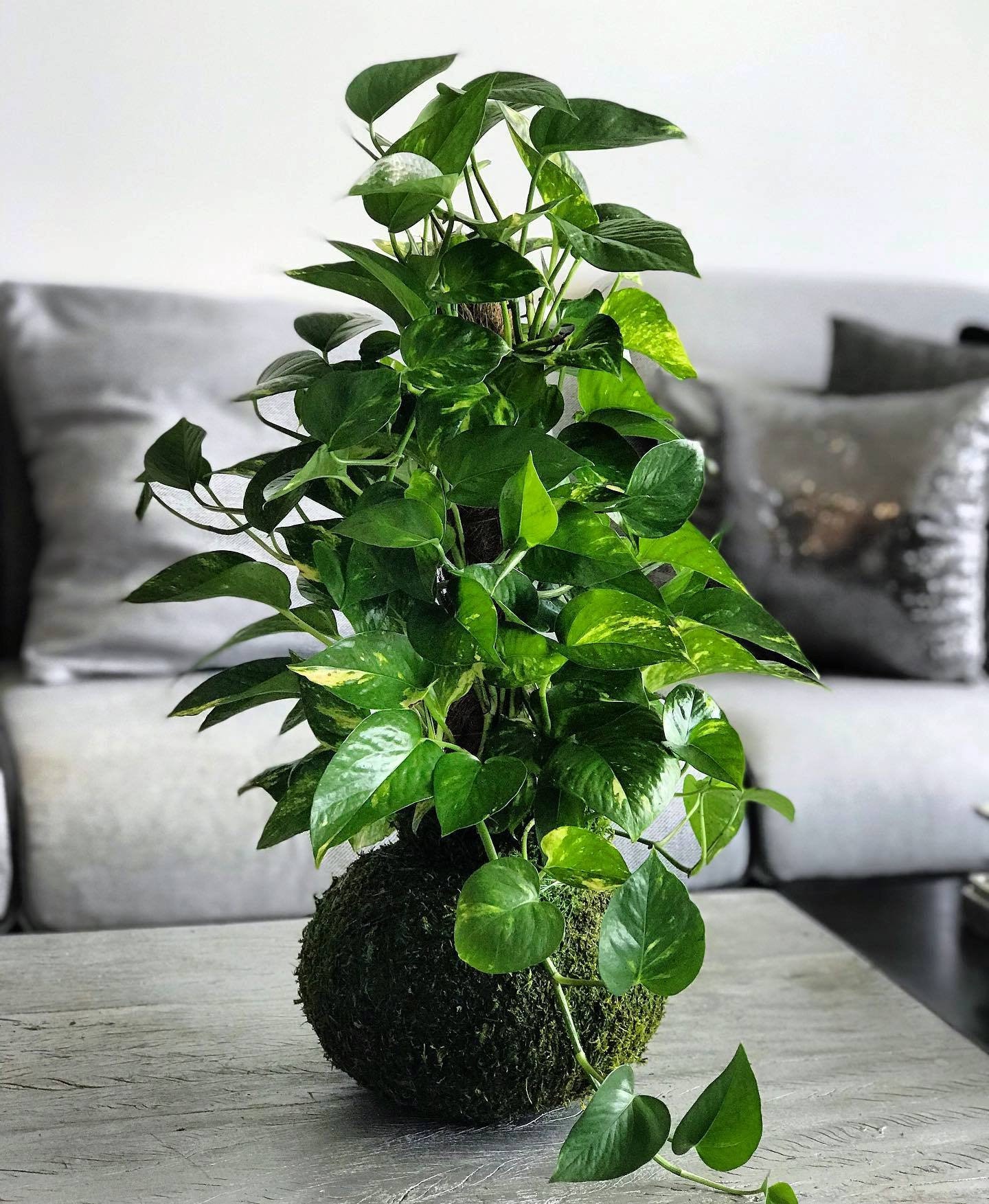 Handcrafted Pothos Totem Kokedama, Devil's Ivy, Golden Money Plant - Etsy