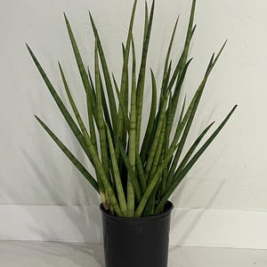 May include: A potted snake plant with long, upright, green leaves with lighter green stripes. The plant is in a black plastic pot, set against a white wall and a white tiled floor. The plant is a popular houseplant.