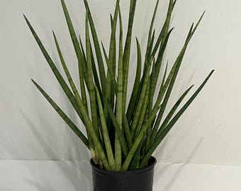 succulant soil Magic Succulent Soil – Just Succ It