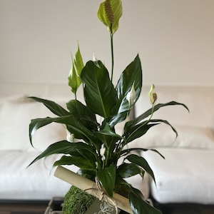 Peace Lily Spathiphyllum,Kokedama, Moss Ball, Peace lily plant, Sympathy gift, Condolences gift, Peace lily, Live Plant, White Flowers