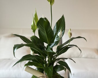 Peace Lily Spathiphyllum,Kokedama, Moss Ball, Peace lily plant, Sympathy gift, Condolences gift, Peace lily, Live Plant, White Flowers