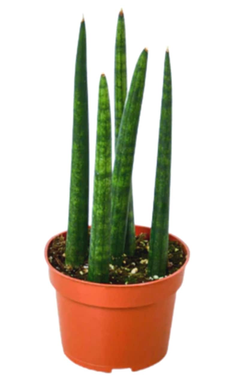 Sansevieria Cylindrica - Thumbnail 2