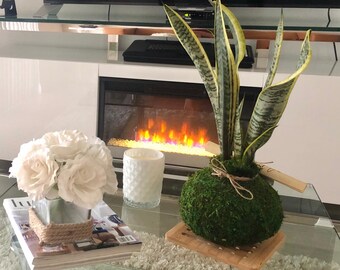 Handcrafted Sansevieria Snake Plant Kokedama - Mother-in-law's