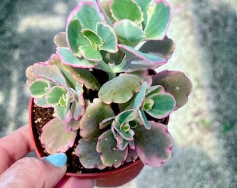 Variegated Kalanchoe Rosy Dawn - Lavender Scallops Succulent