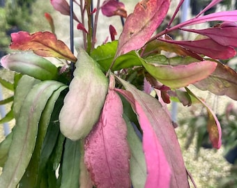 Red Mistletoe Cactus, Pseudorhipsalis Hanging Plant (4" or 6" Pot)