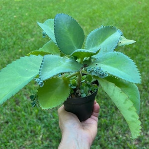 Mother of Thousands Kalanchoe Live plant fully rooted, Fast-Growing Succulent, medicinal, healing, live succulent 2&quot;- 4&quot;- 6&quot;