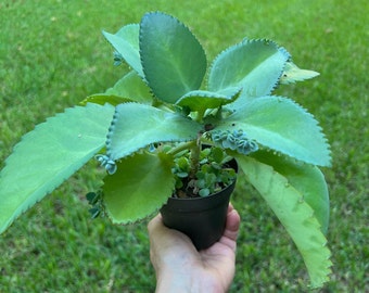 Mother of Thousands Kalanchoe Plant Set: 4" & 2" Pots