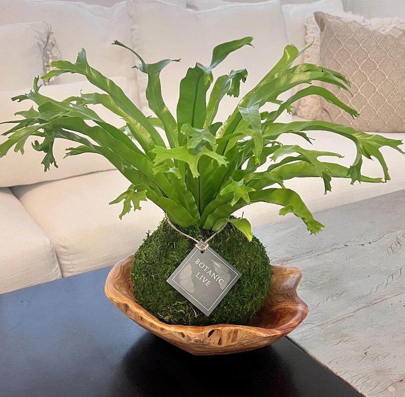 Bird's Nest Fern Kokedama - Thumbnail 3