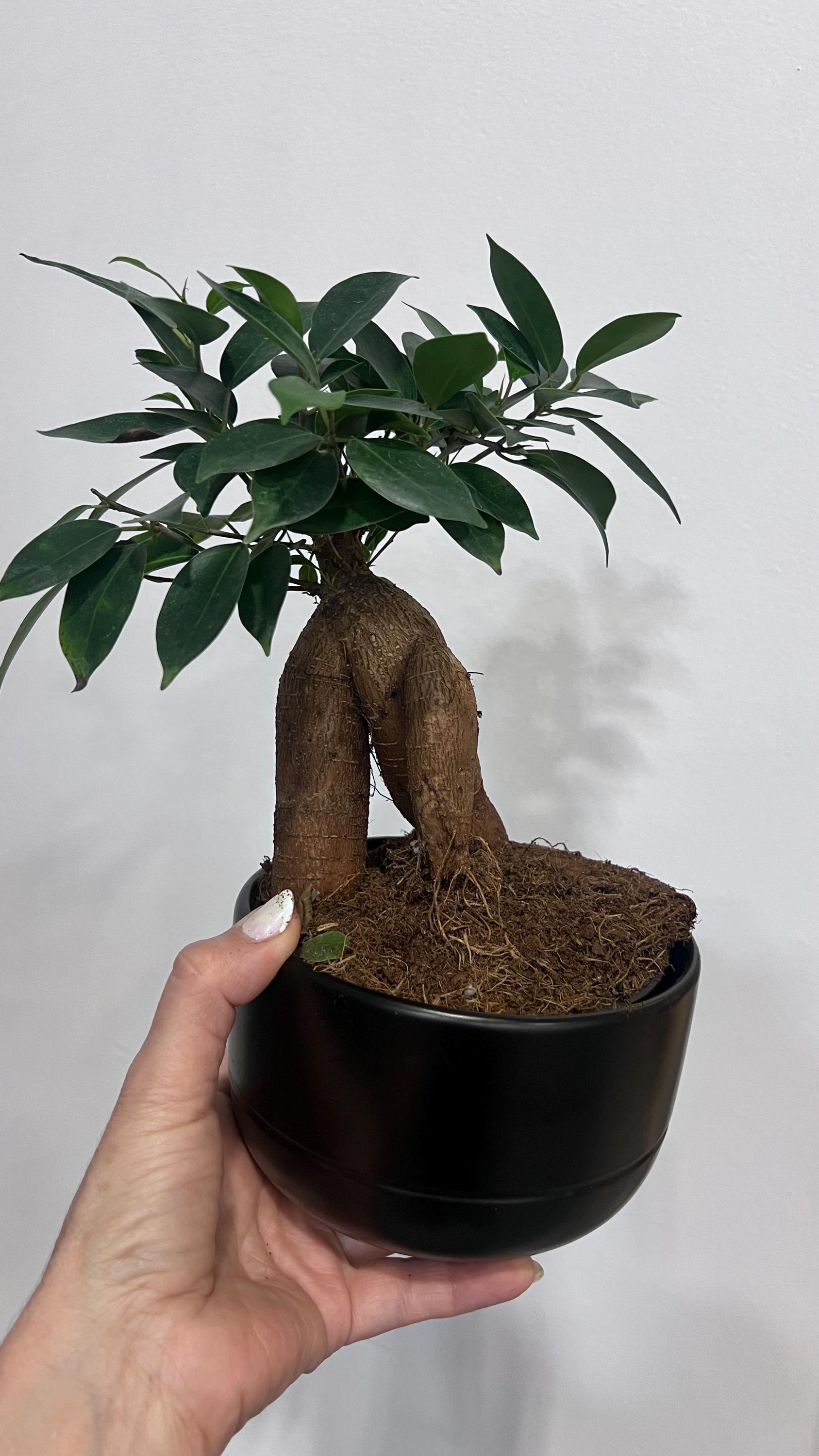 Ginseng Ficus Bonsai  Easy Indoor Houseplant (5.5-6" Pot) - Etsy