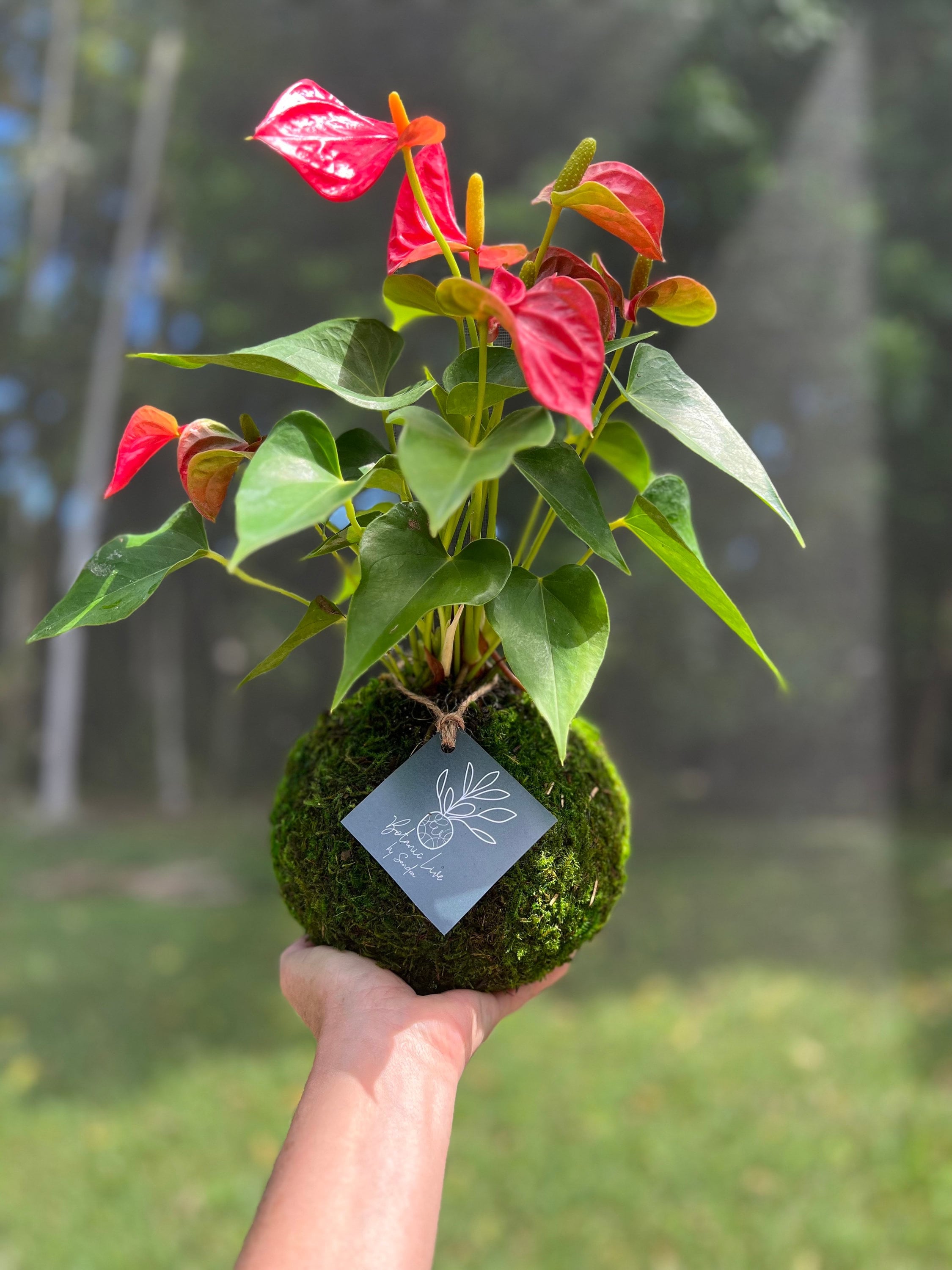 house plant journal Plant Care Journal, Track your Plant Collection Plant Diary, Spiral Bo – On  Ya Garden main image 0
