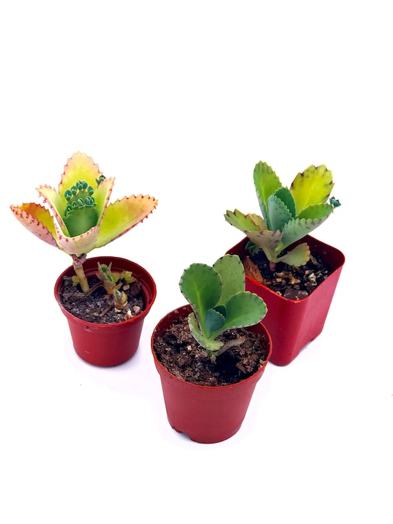 IENA購入 mala KALANCHOE Mala Madre Planta Natural Premium Kalanchoe Mother Of