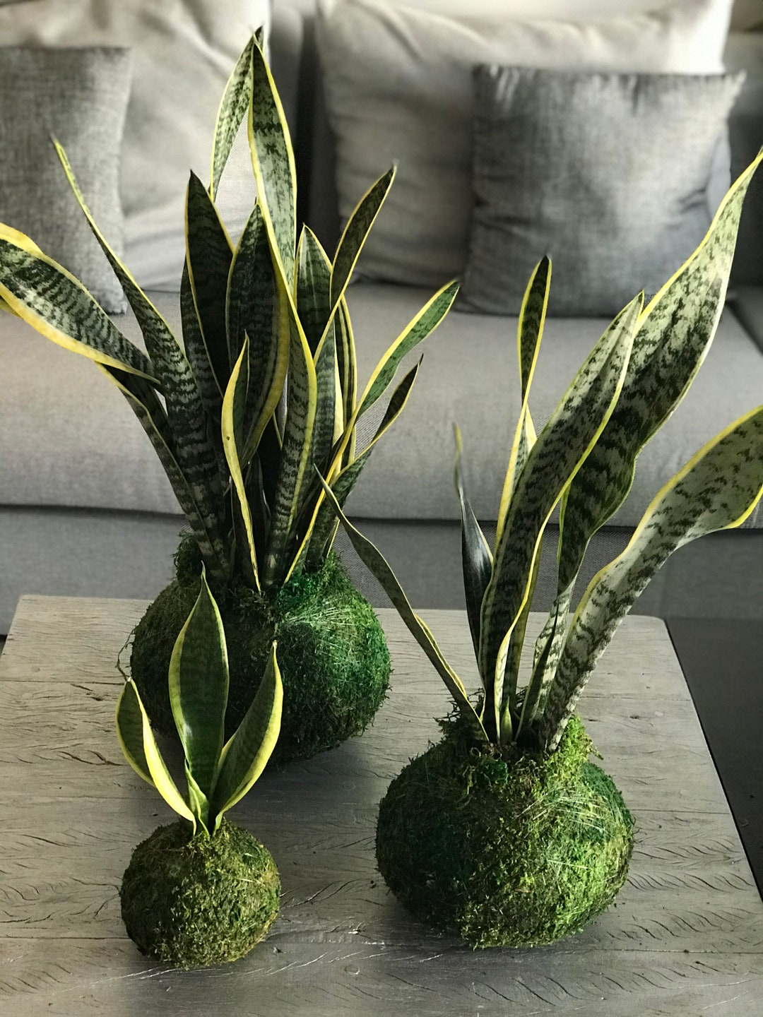 Handcrafted Sansevieria Snake Plant Kokedama - Mother-in-law's