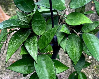 Hoya Parasitica "Black Margin" , Rare Hoya, Rooted - 4" - 6" - HANGING POT