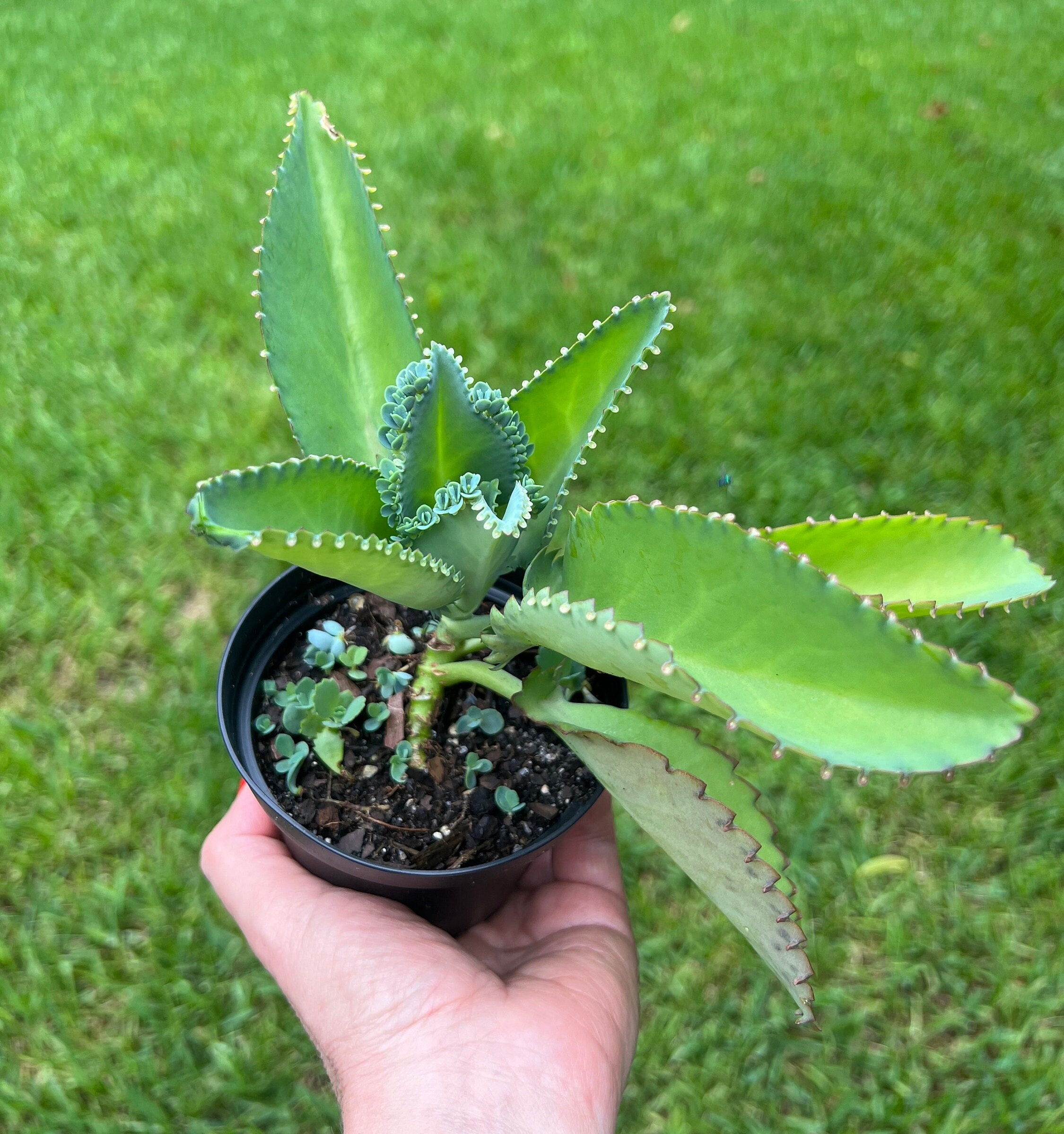 Mother of Thousands Kalanchoe Plant Set: 4