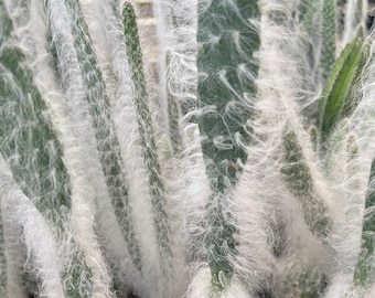 Snow White Prickly Pear Cactus – Opuntia Erinacea,