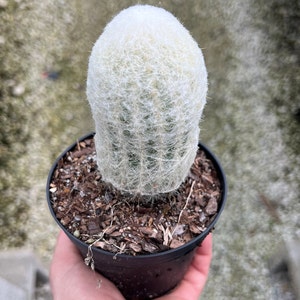 May include: A white, fuzzy cactus with long, thin spines in a black plastic pot. The cactus is in a person's hand.