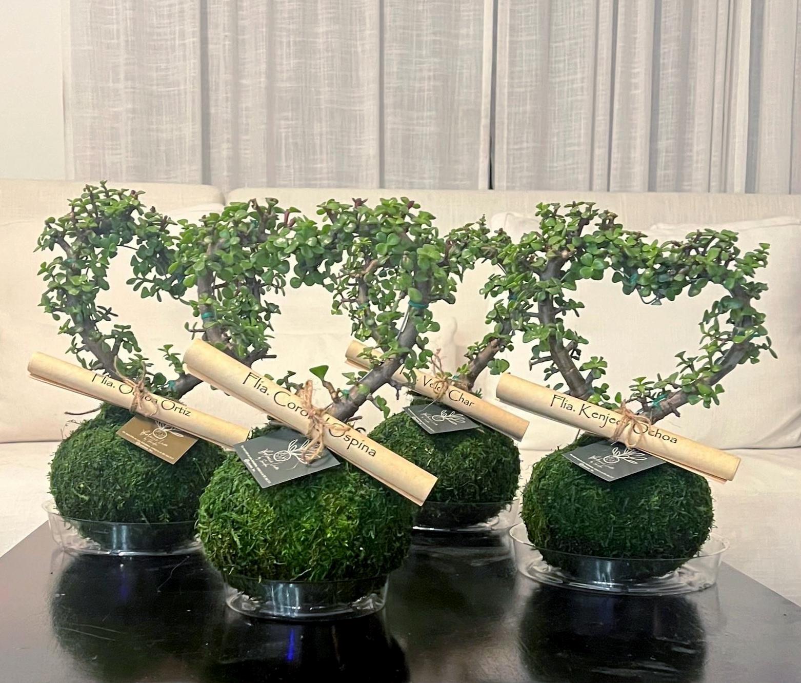 Heart Elephant Bush Kokedama-afra Portulacaria-dwarf Jade Tree