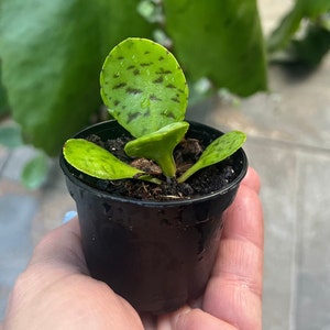 Kalanchoe Donkey Ear Succulent Plant Live Plant in 2 &quot; pot Succulent Plant