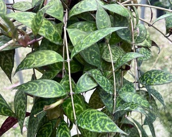 Black pagoda' lipstick plant -Aeschynanthus longicaulis - Zebra Vine - rooted HANGING POT- House plant