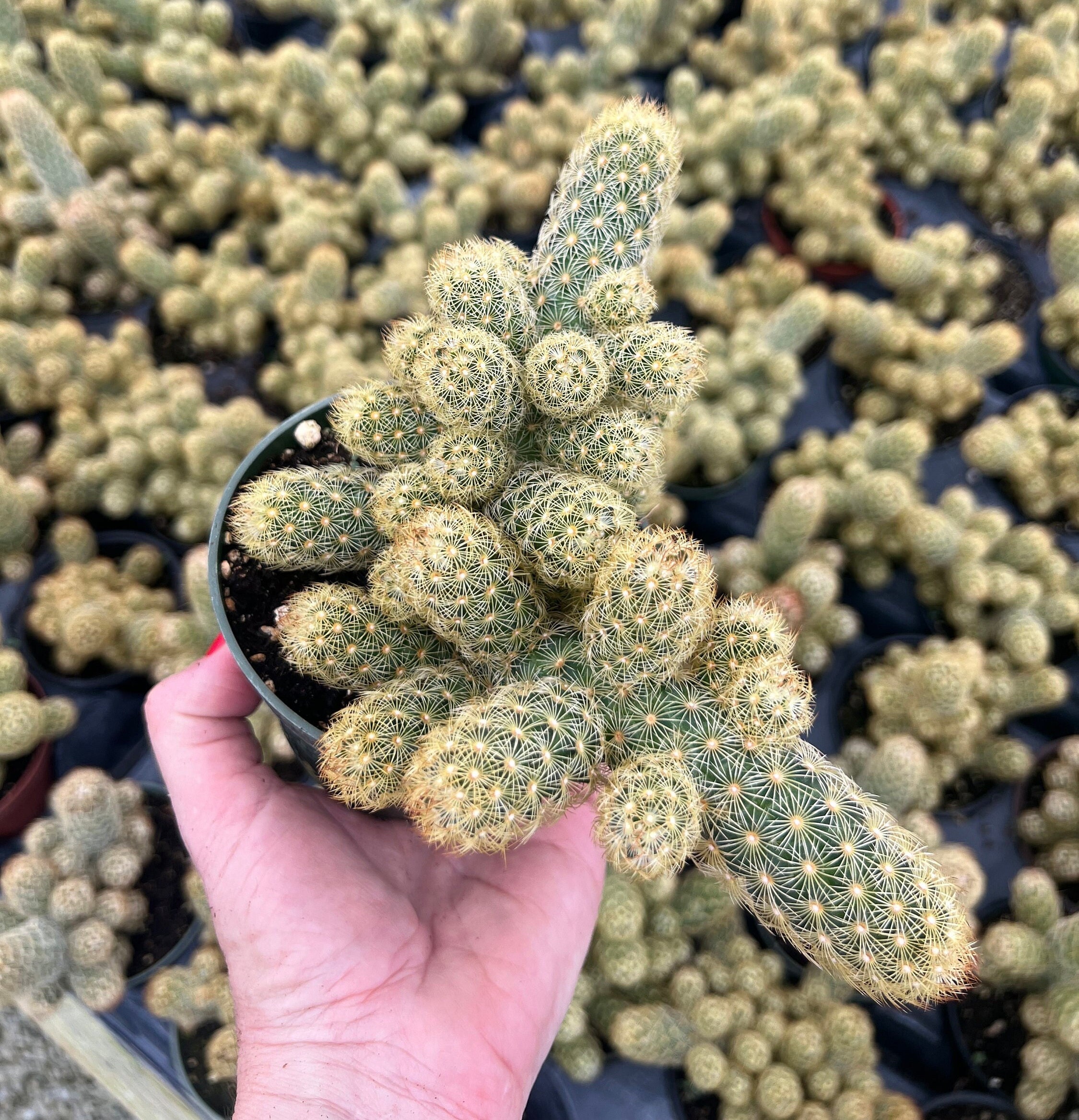 Gold Lace Ladyfinger Cactus (mammillaria Elongata) - 2